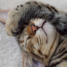 How to read a presentation without sending the audience to sleep!